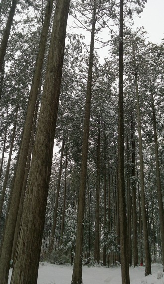 雪の中の木々