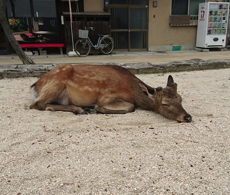 宮島にいた寝ている鹿