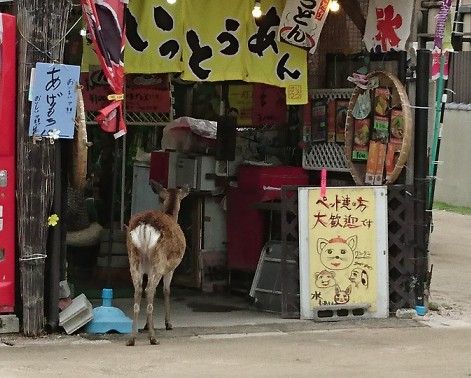 宮島にいたお店を覗いている鹿をアップ