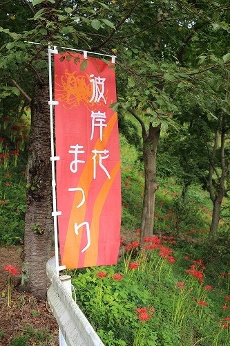 芳賀郡篠山公園の彼岸花