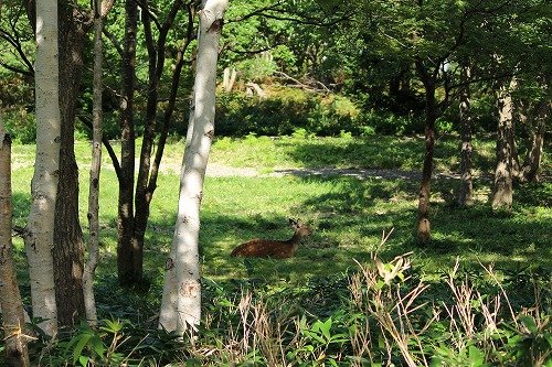 知床の野生の鹿