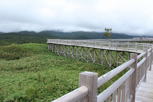 知床五湖の高架木道