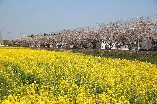真岡市の菜の花と桜