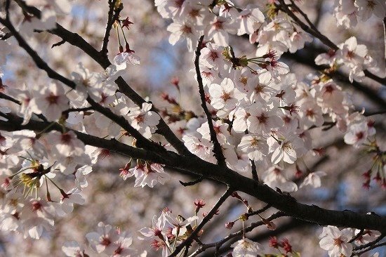 2017年4/14の桜